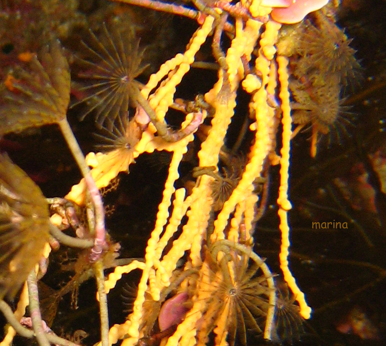 Sabella spallanzanii giovani